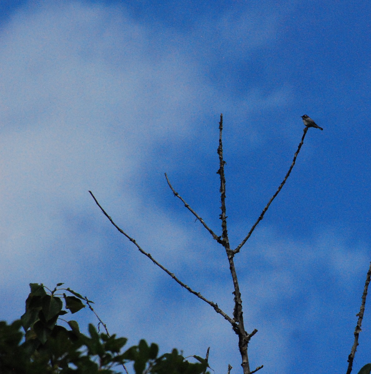 Black-throated Gray Warbler - ML619197954