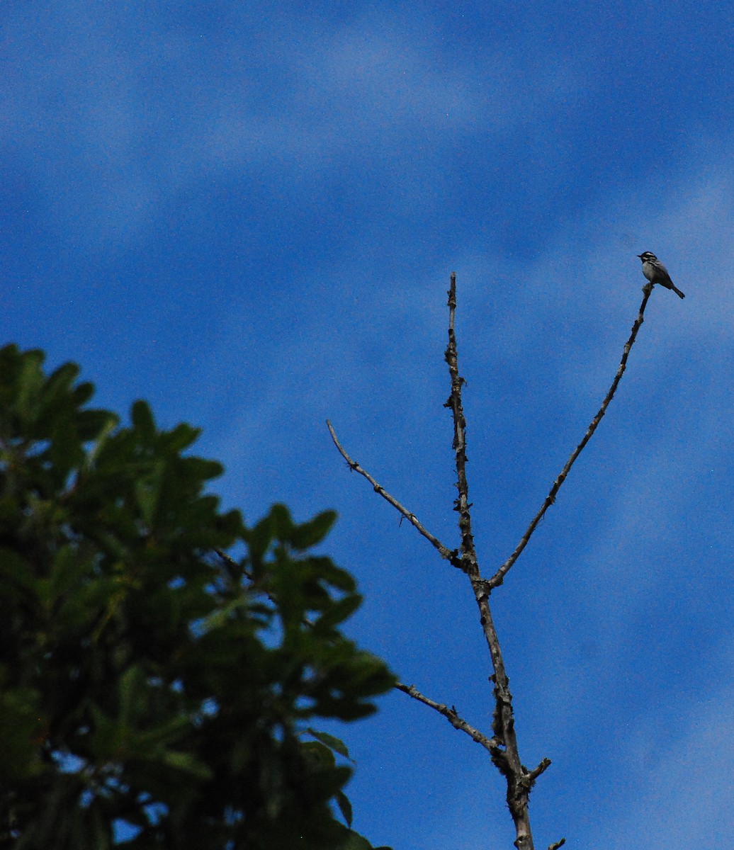 Black-throated Gray Warbler - ML619197955