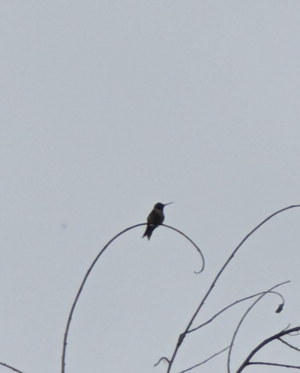 Ruby-throated Hummingbird - ML619198027