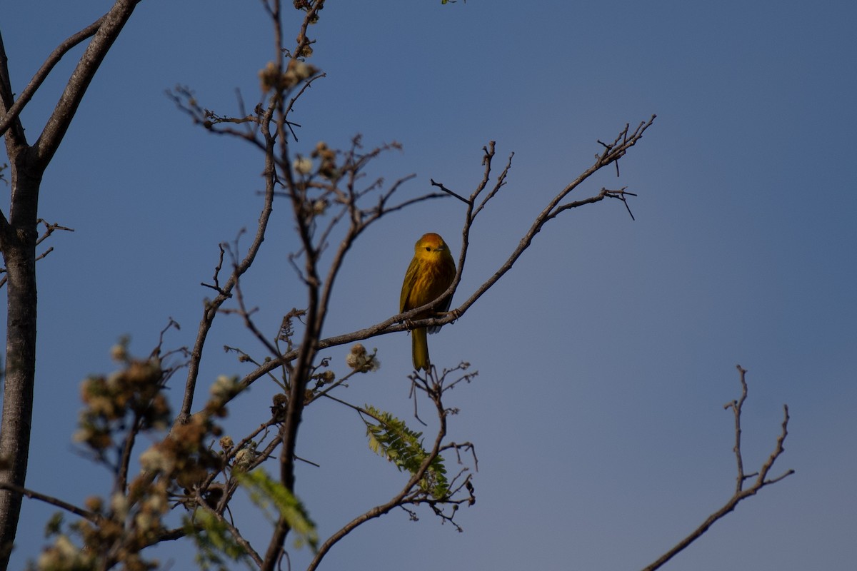 Yellow Warbler (Golden) - ML619198036