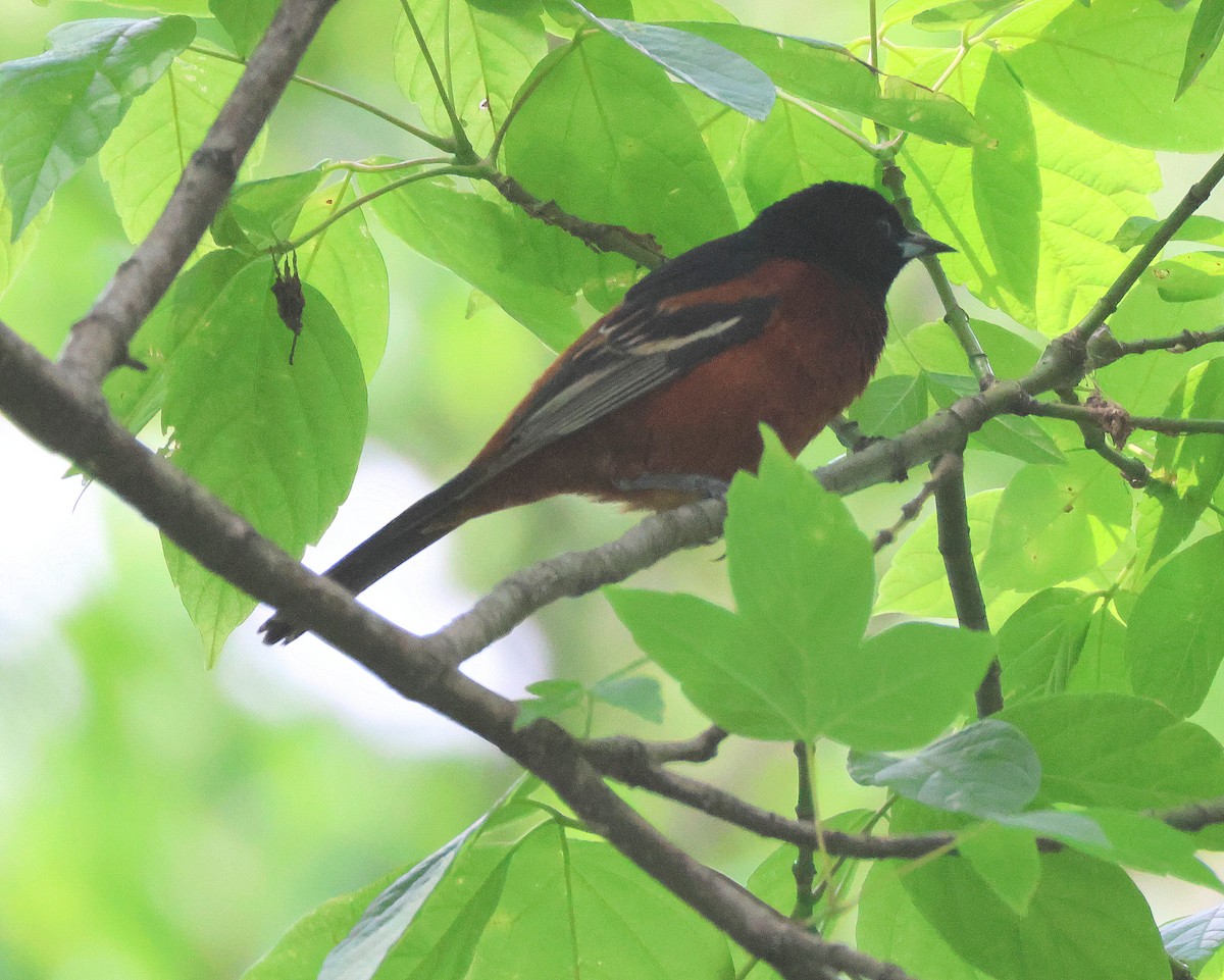 Orchard Oriole - ML619198093