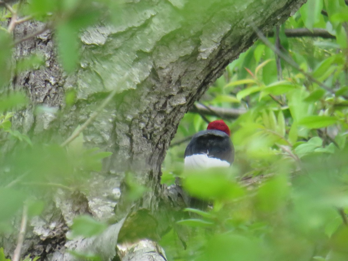 Red-headed Woodpecker - ML619198154