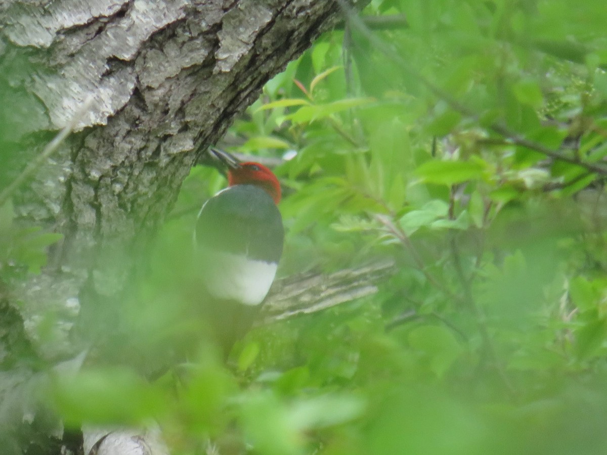 Red-headed Woodpecker - ML619198155