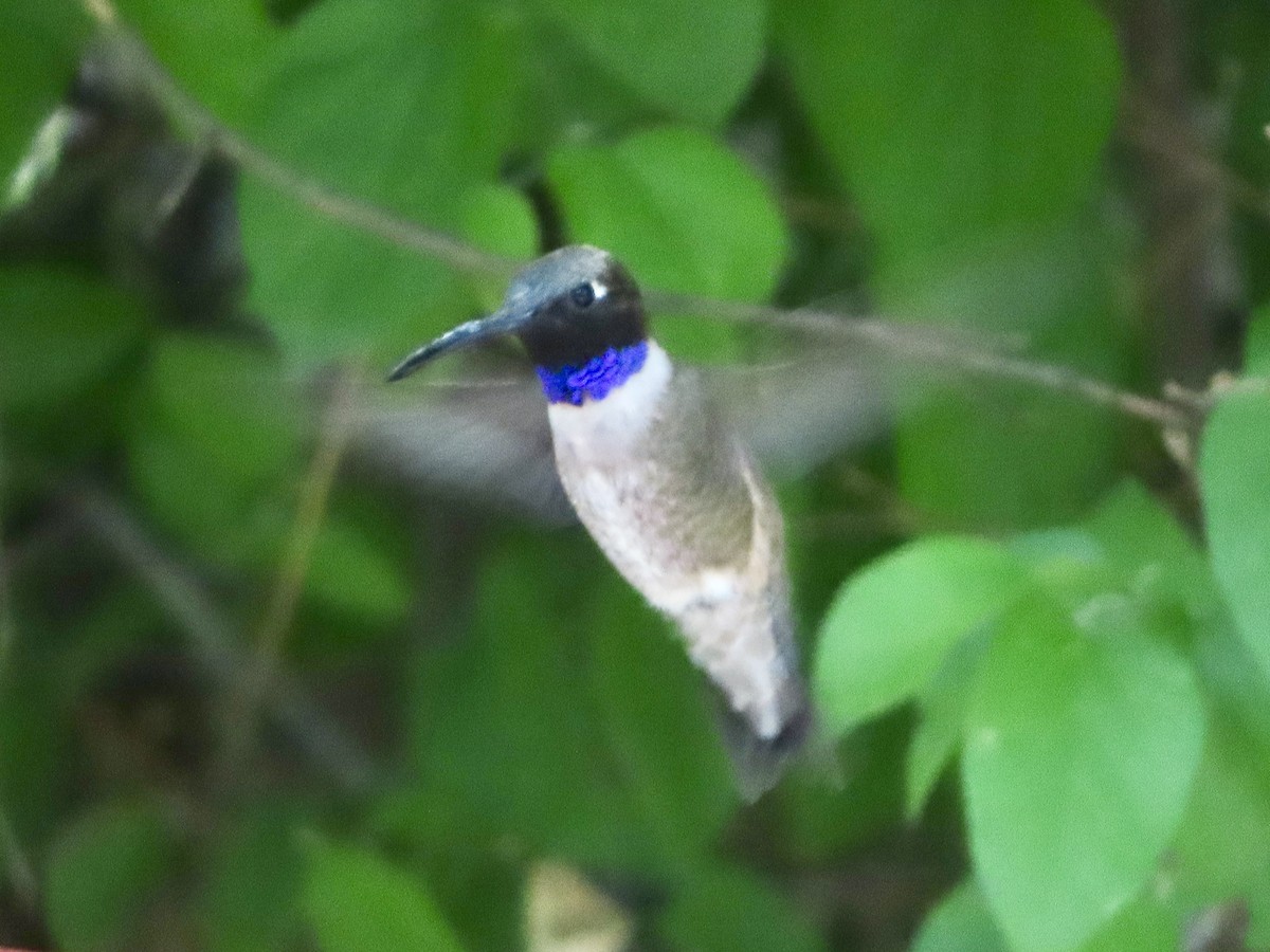 Black-chinned Hummingbird - ML619198164