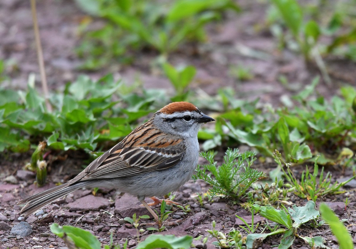 Chipping Sparrow - ML619198166