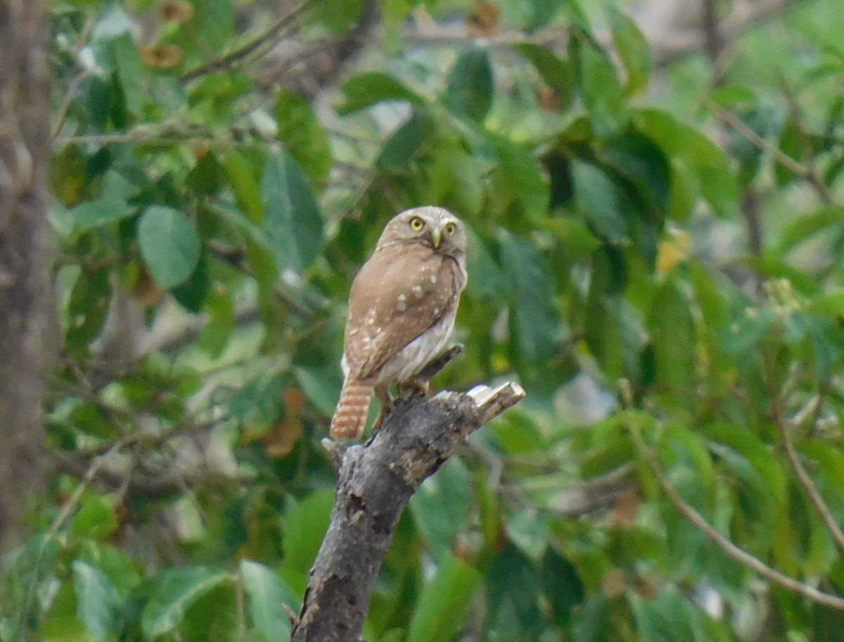 Ferruginous Pygmy-Owl - ML619198167