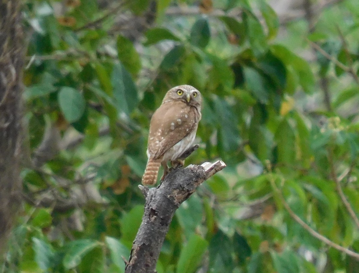 Ferruginous Pygmy-Owl - ML619198168