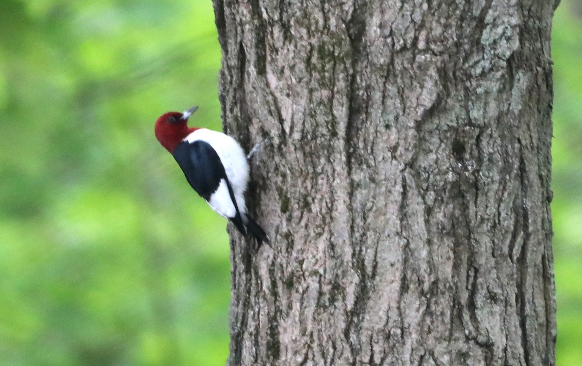 Red-headed Woodpecker - ML619198180