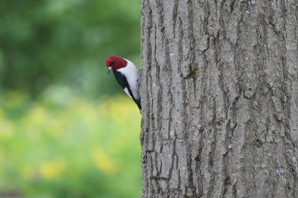 Red-headed Woodpecker - ML619198184