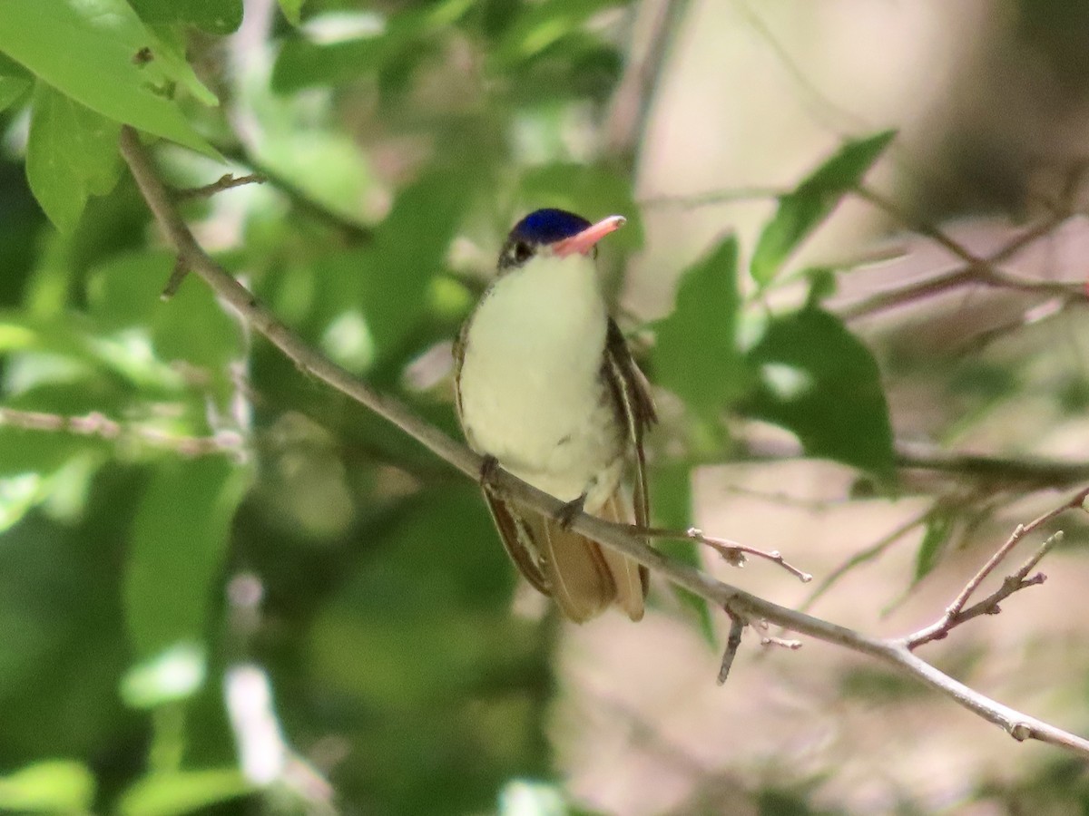 Violet-crowned Hummingbird - ML619198202