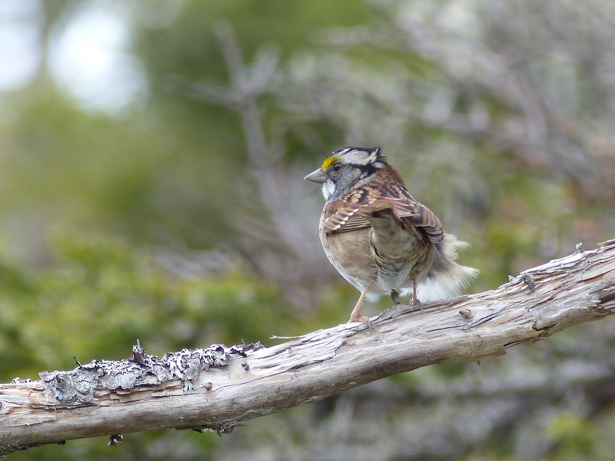White-throated Sparrow - ML619198205