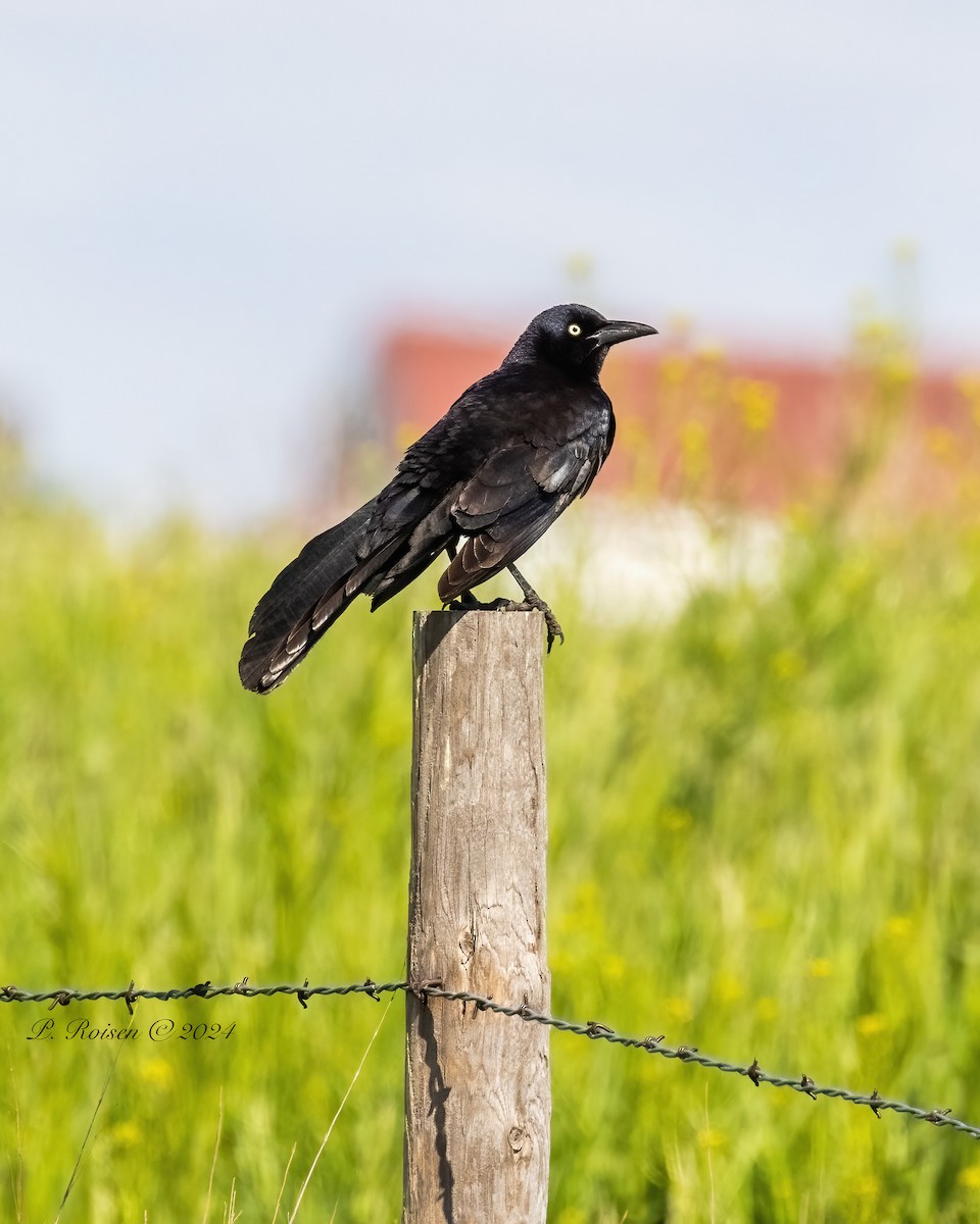 Great-tailed Grackle - ML619198220