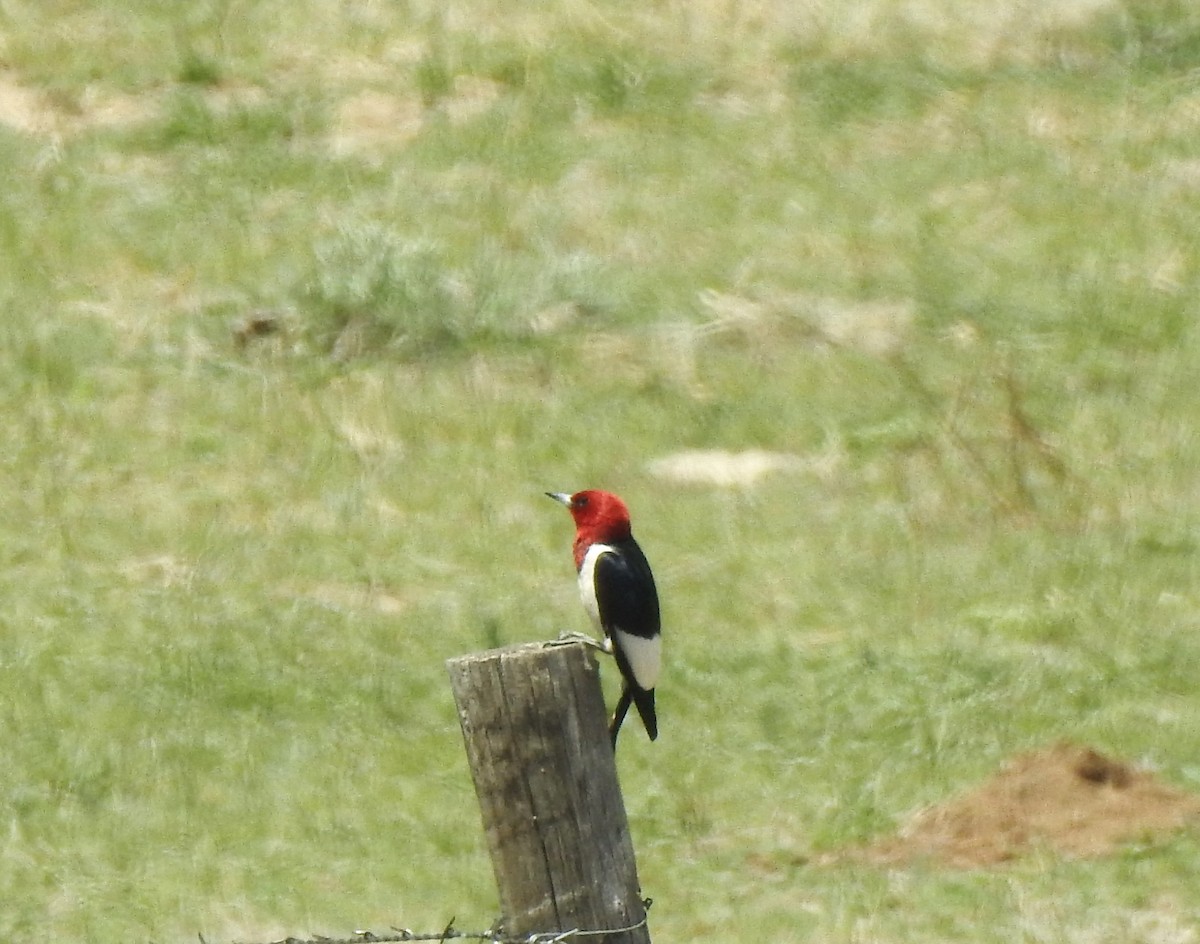 Red-headed Woodpecker - ML619198246