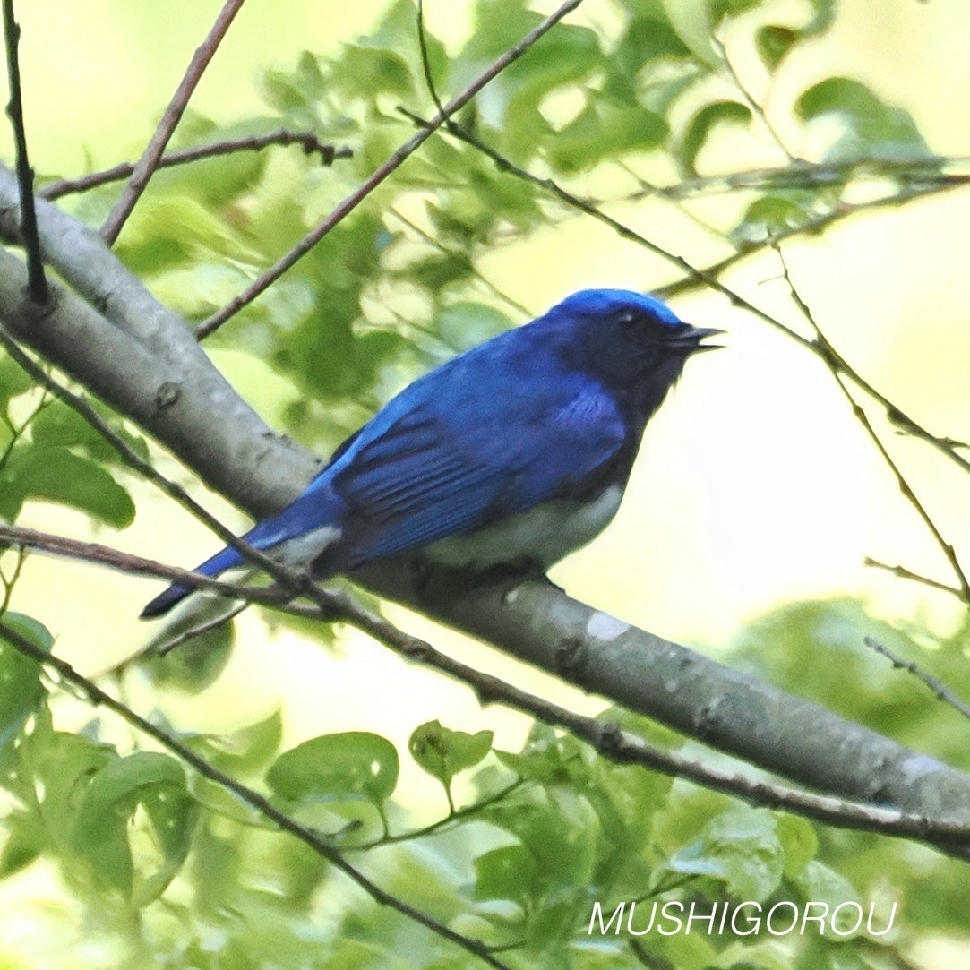 Blue-and-white Flycatcher - ML619198257