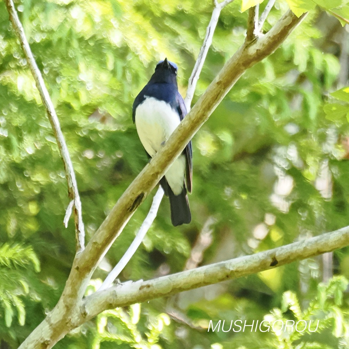 Blue-and-white Flycatcher - ML619198259