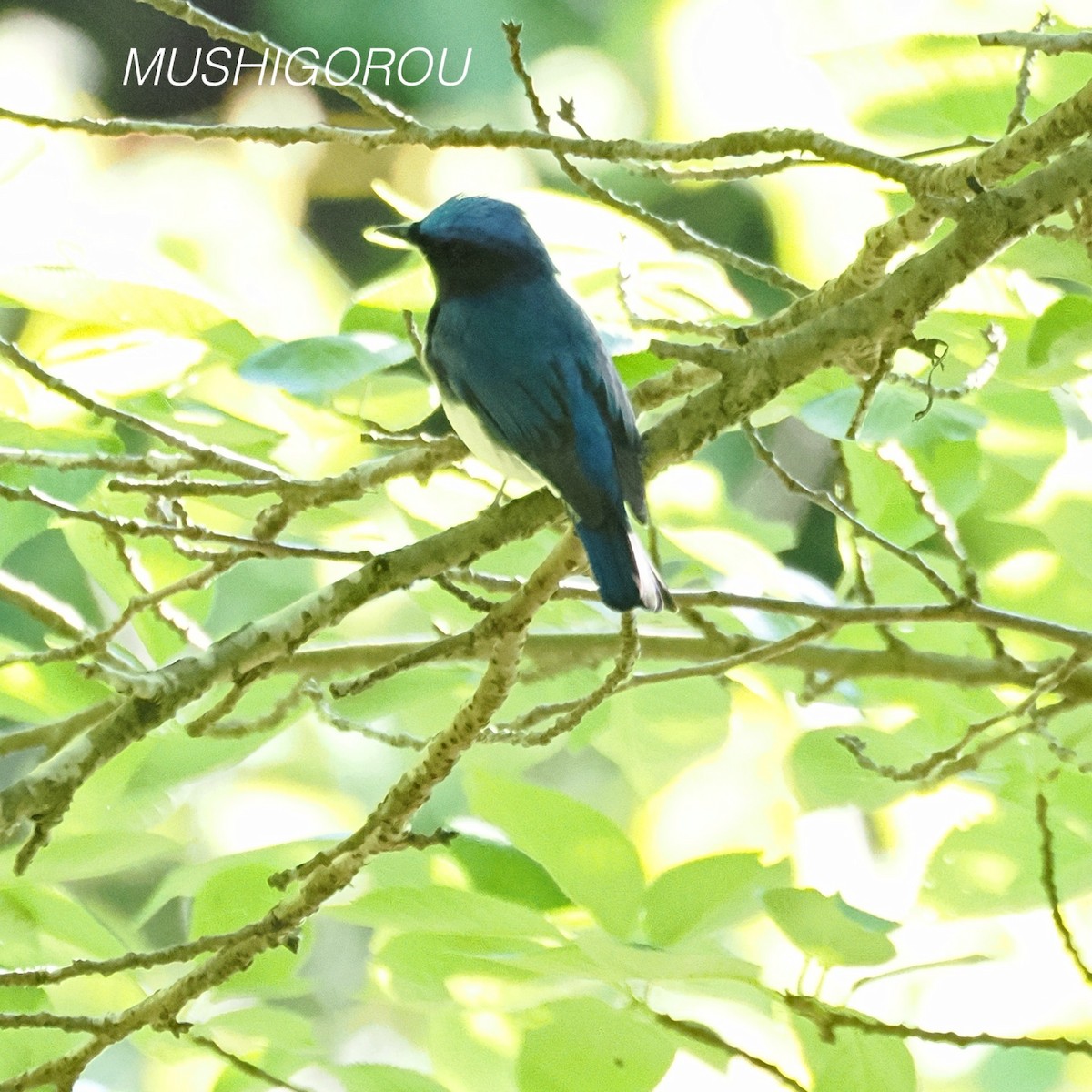 Blue-and-white Flycatcher - ML619198261