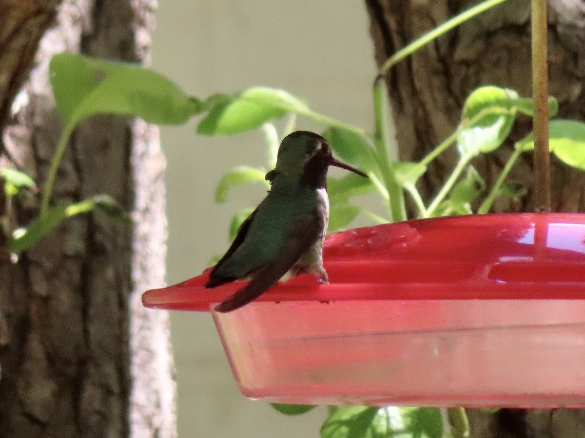 hummingbird sp. - ML619198283