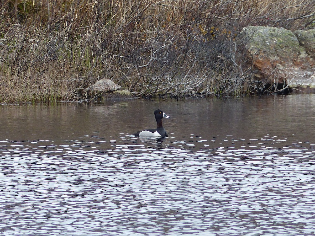 Ring-necked Duck - ML619198286