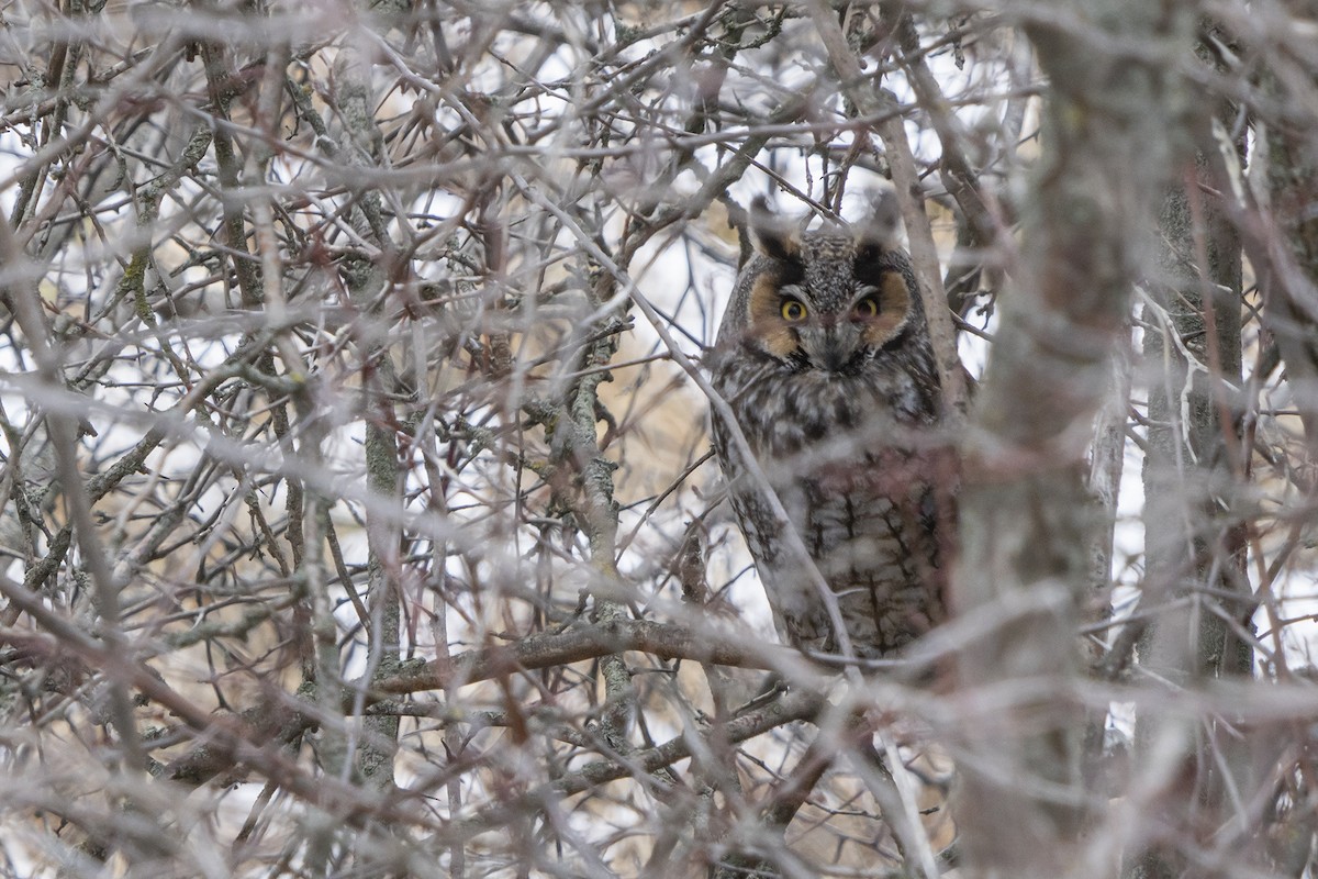 Long-eared Owl - ML619198295
