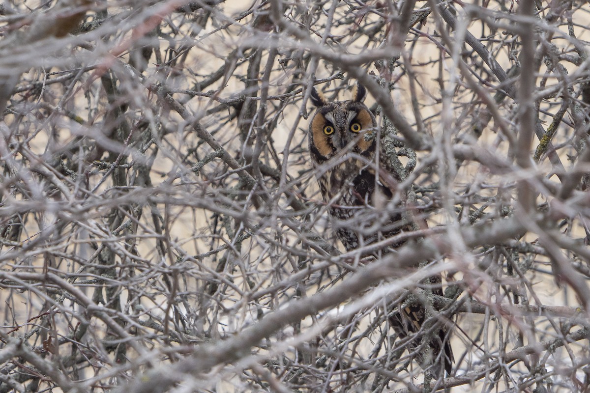 Long-eared Owl - ML619198296