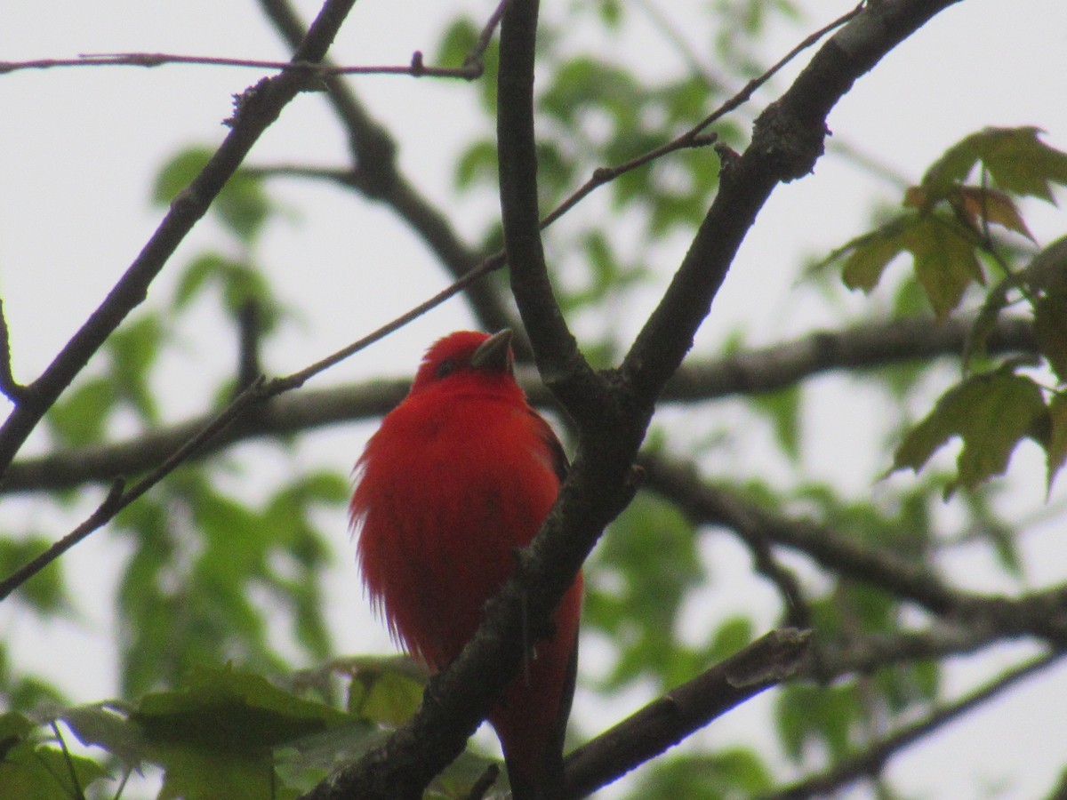 Scarlet Tanager - ML619198333