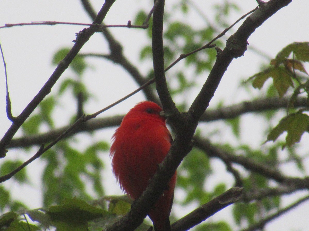 Scarlet Tanager - ML619198334