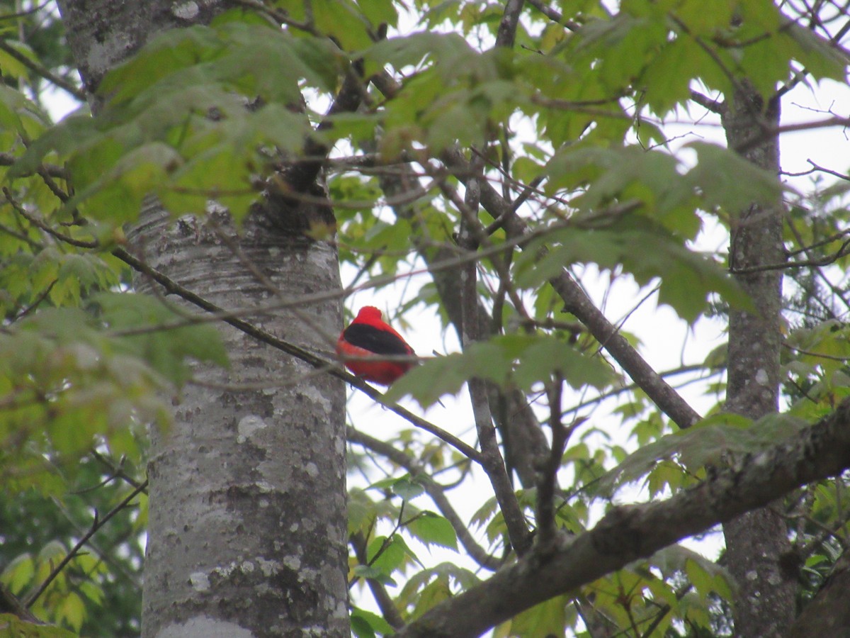 Scarlet Tanager - ML619198335