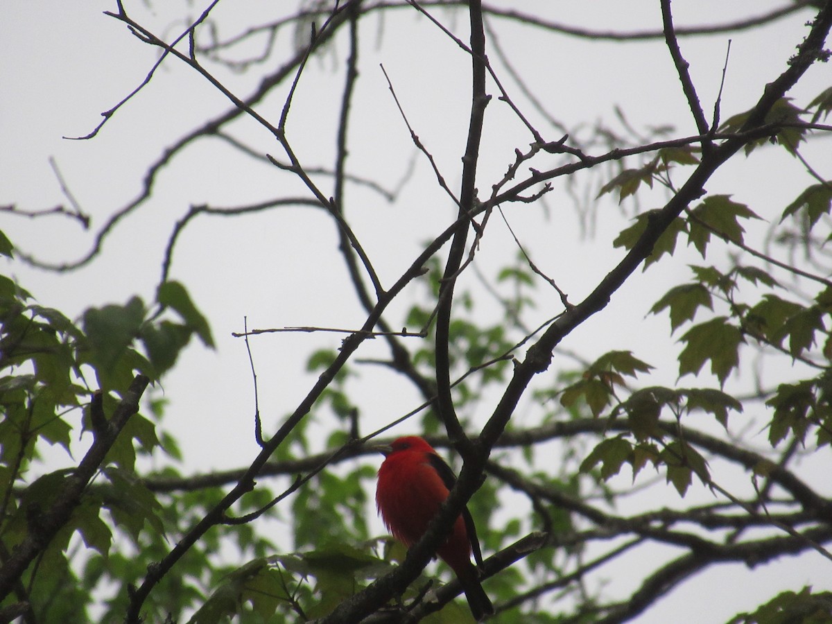 Scarlet Tanager - ML619198336