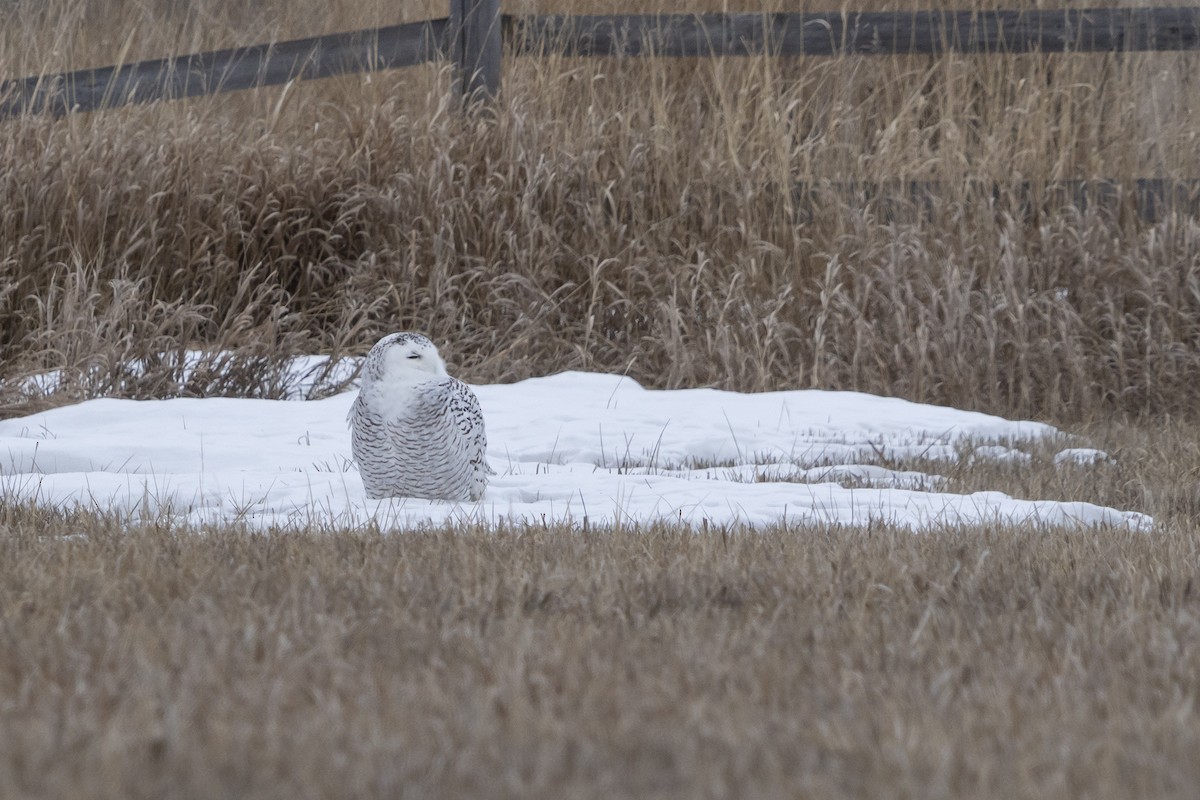 Snowy Owl - ML619198366