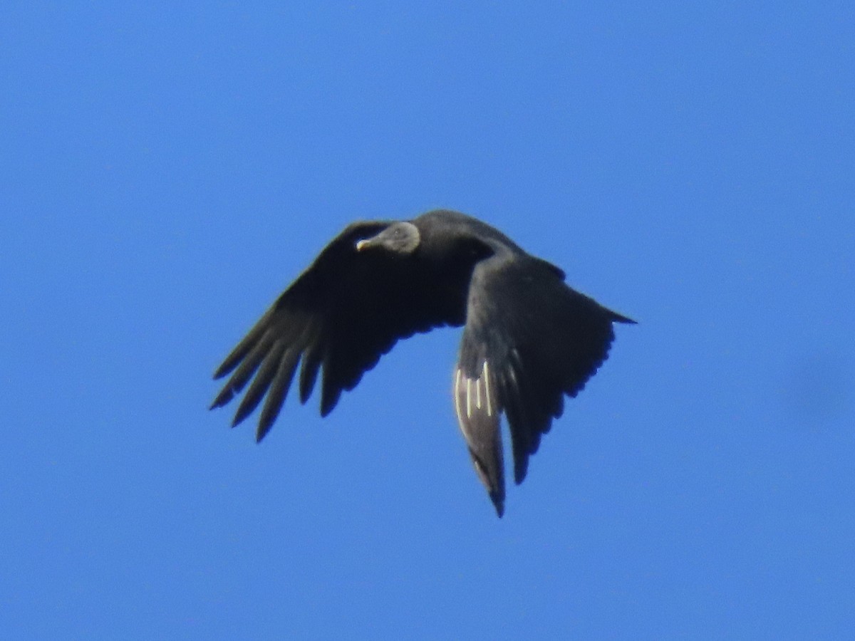 Black Vulture - ML619198411