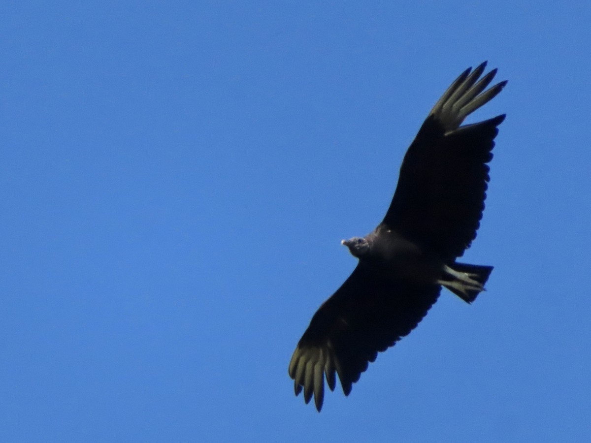 Black Vulture - ML619198413