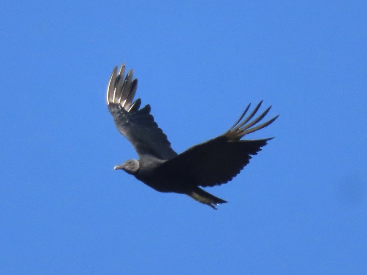 Black Vulture - ML619198414