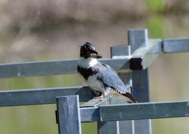 Belted Kingfisher - ML619198450