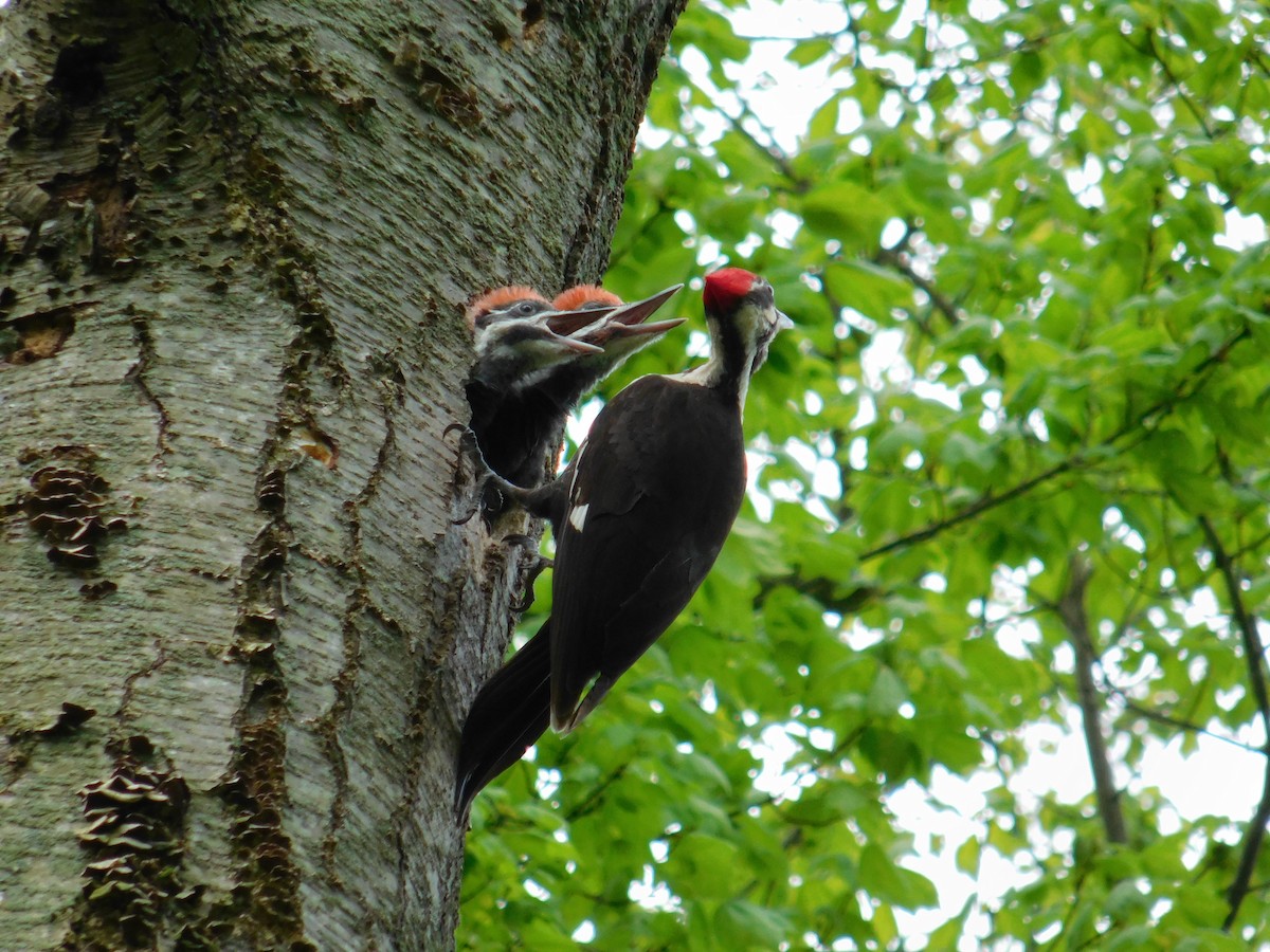 Pileated Woodpecker - ML619198457