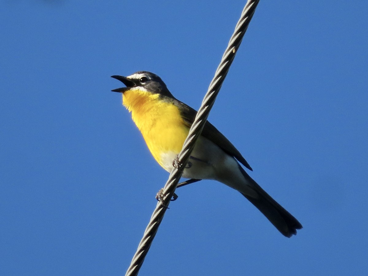 Yellow-breasted Chat - ML619198459