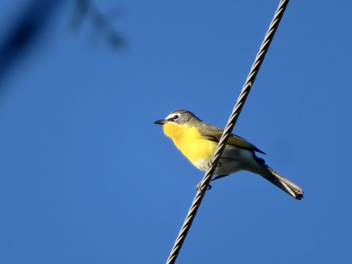 Yellow-breasted Chat - ML619198460