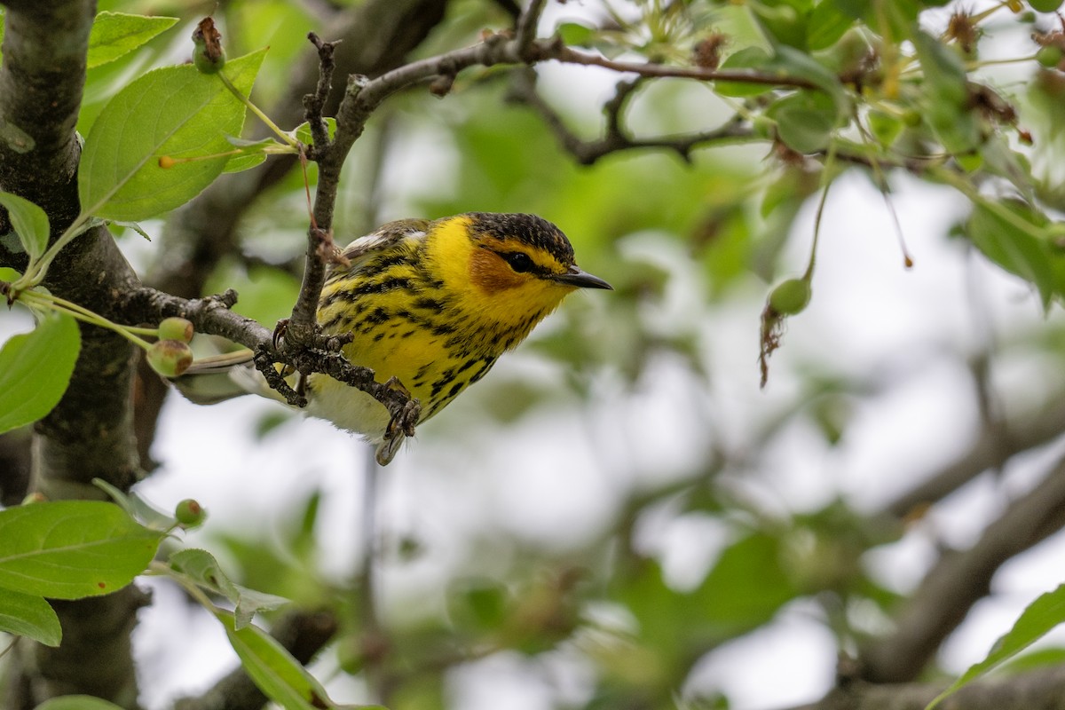 Cape May Warbler - ML619198488