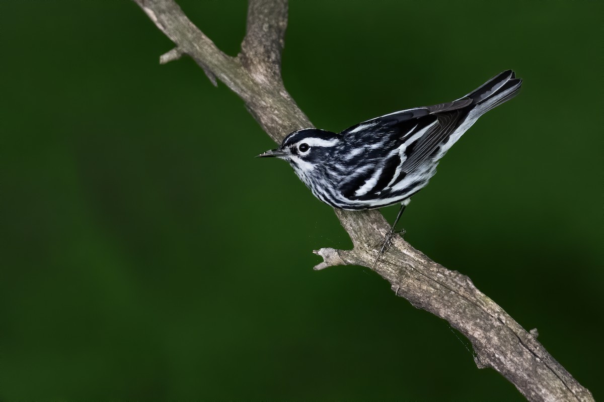 Black-and-white Warbler - ML619198492