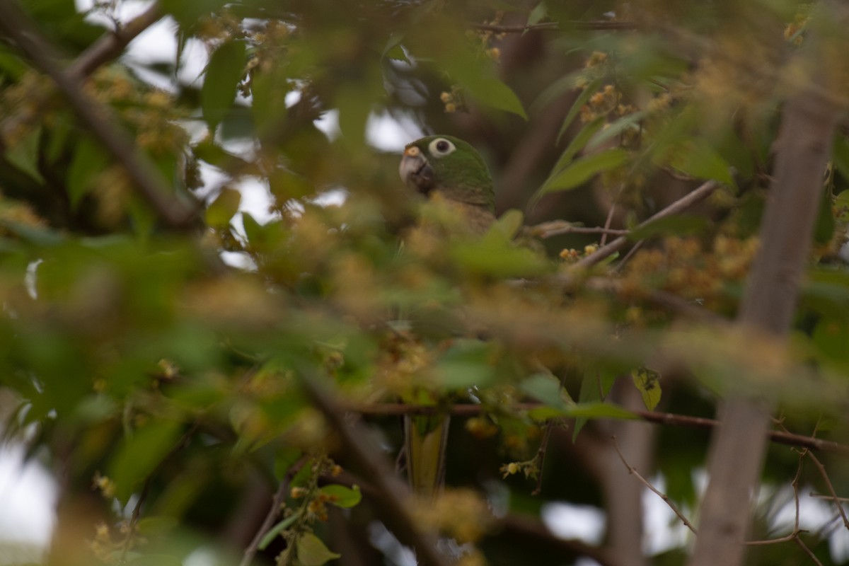 Olive-throated Parakeet (Aztec) - ML619198507