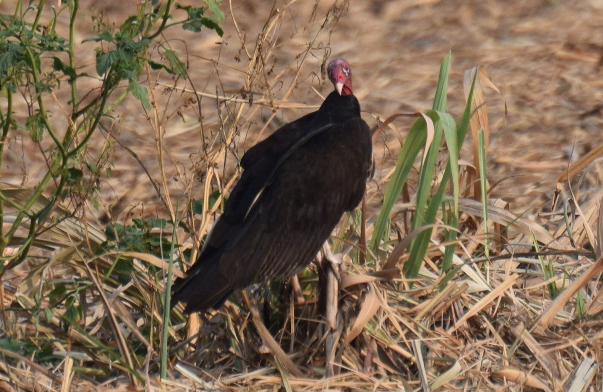 Turkey Vulture - ML619198546