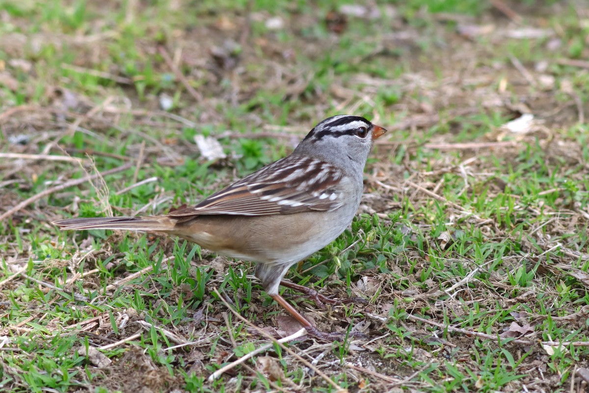 White-crowned Sparrow - ML619198547