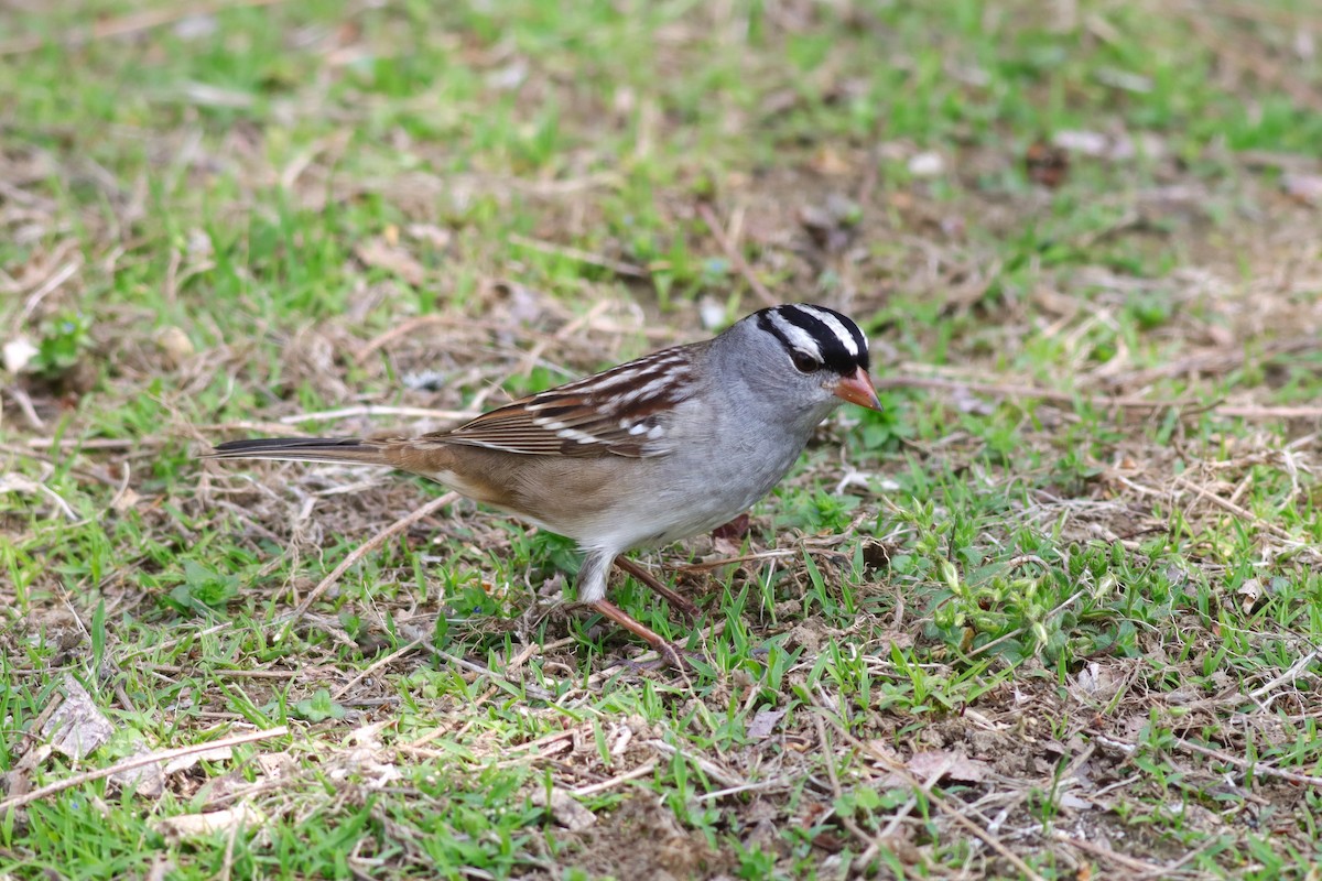 White-crowned Sparrow - ML619198548