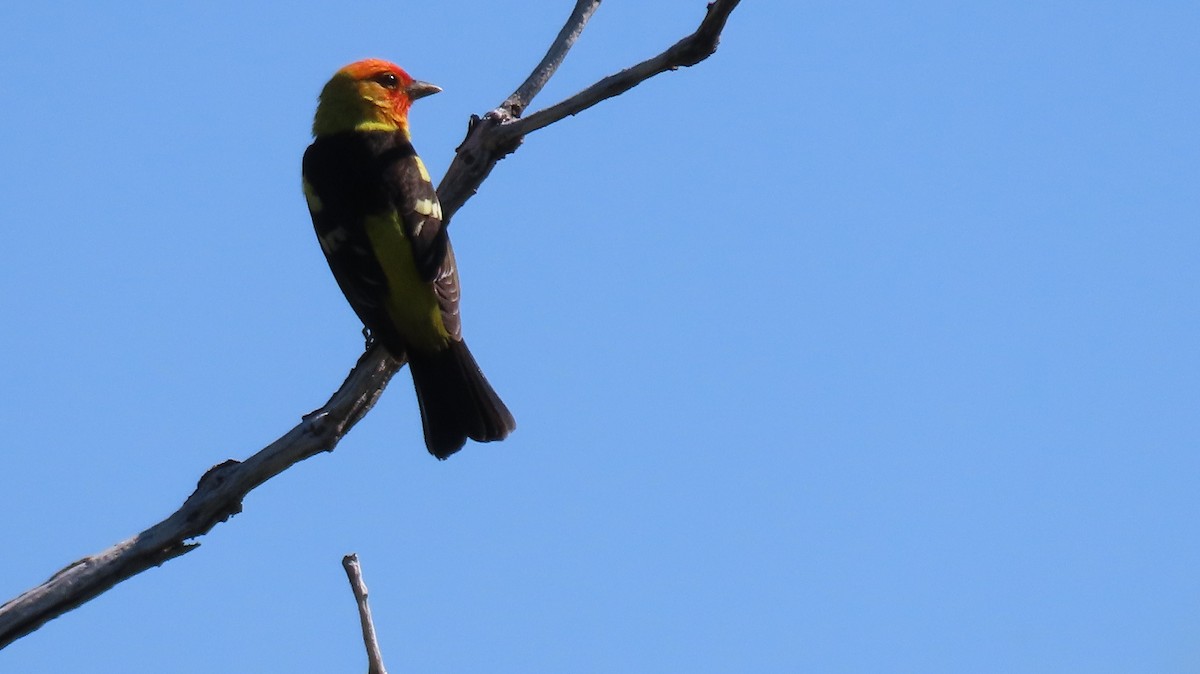 Western Tanager - ML619198666