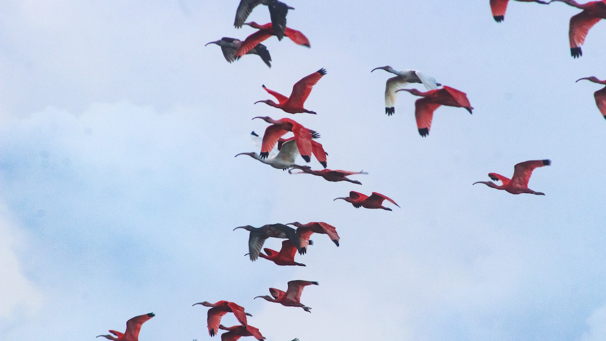 ibis rudý - ML619198670