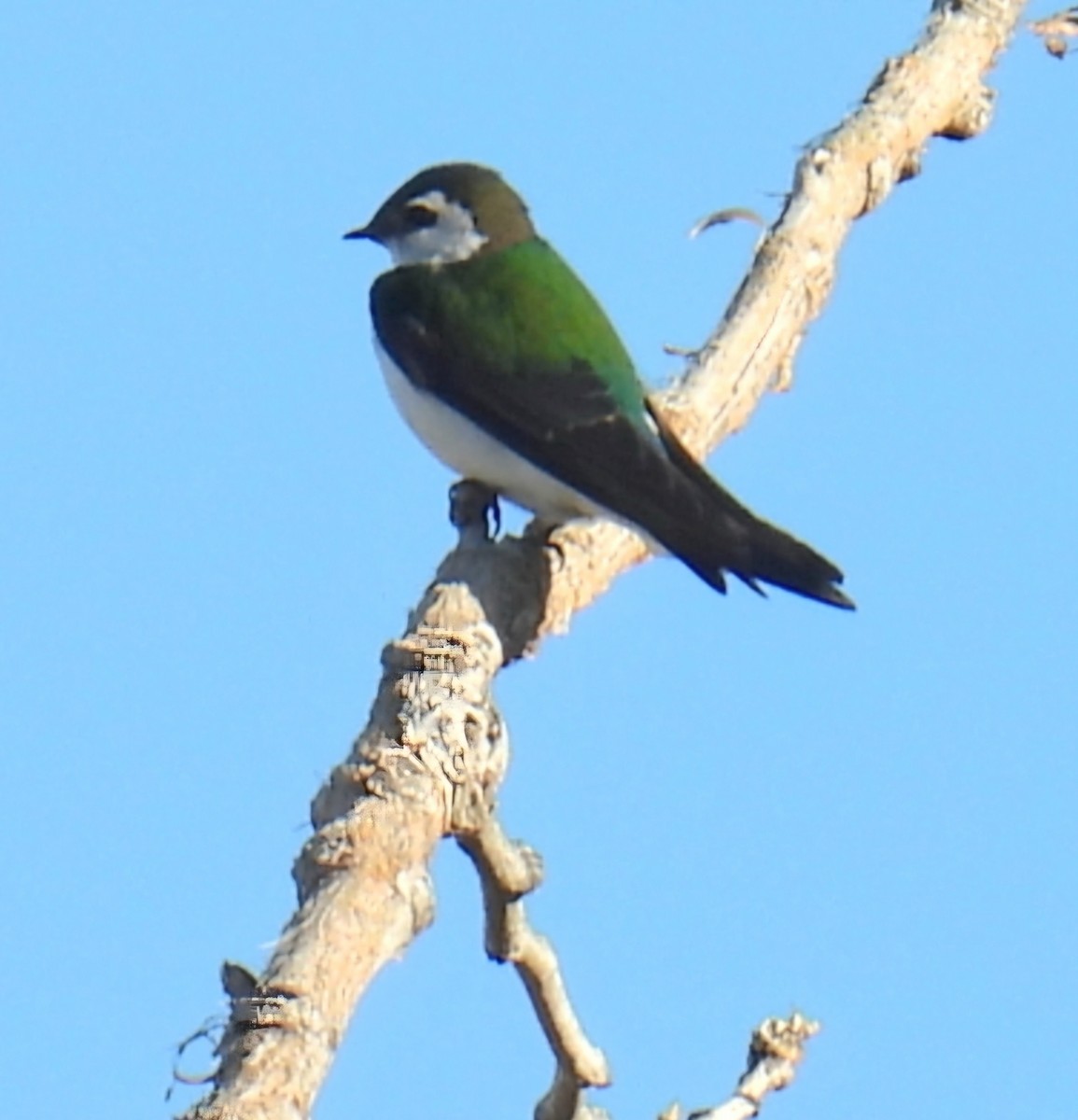 Violet-green Swallow - ML619198677