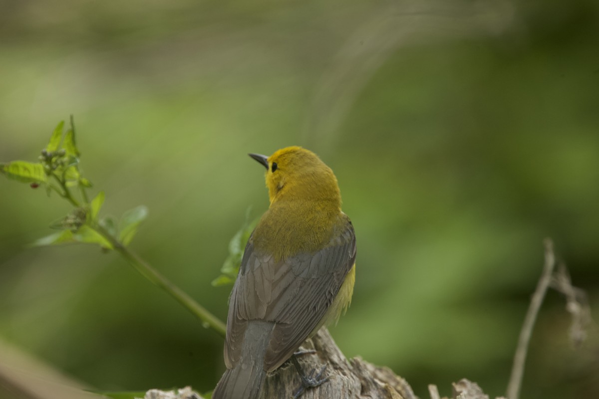 Prothonotary Warbler - ML619198706