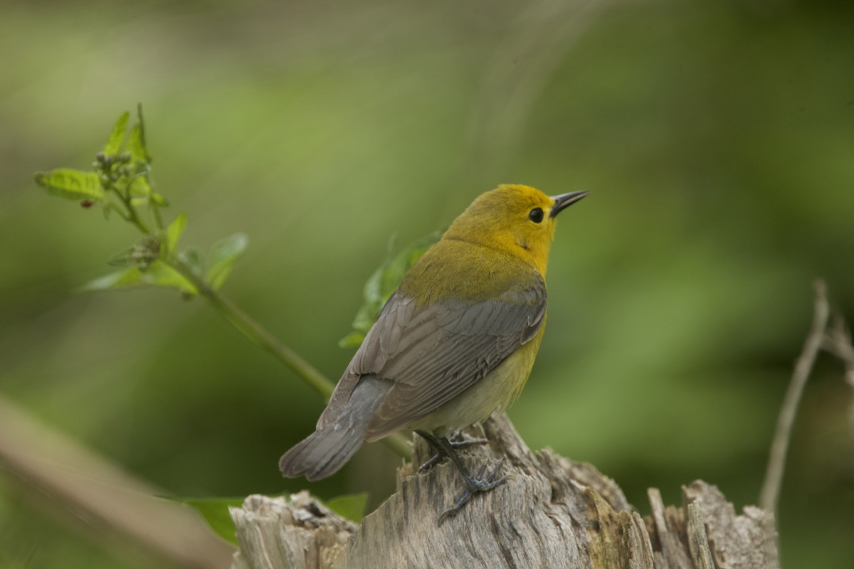 Prothonotary Warbler - ML619198707