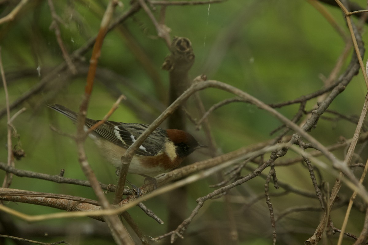 Bay-breasted Warbler - ML619198730