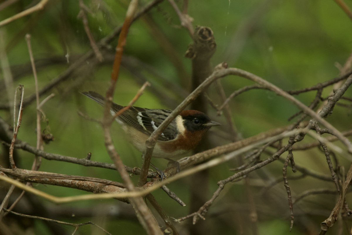 Bay-breasted Warbler - ML619198732
