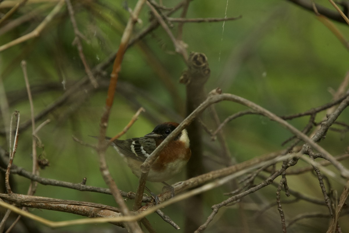 Bay-breasted Warbler - ML619198733